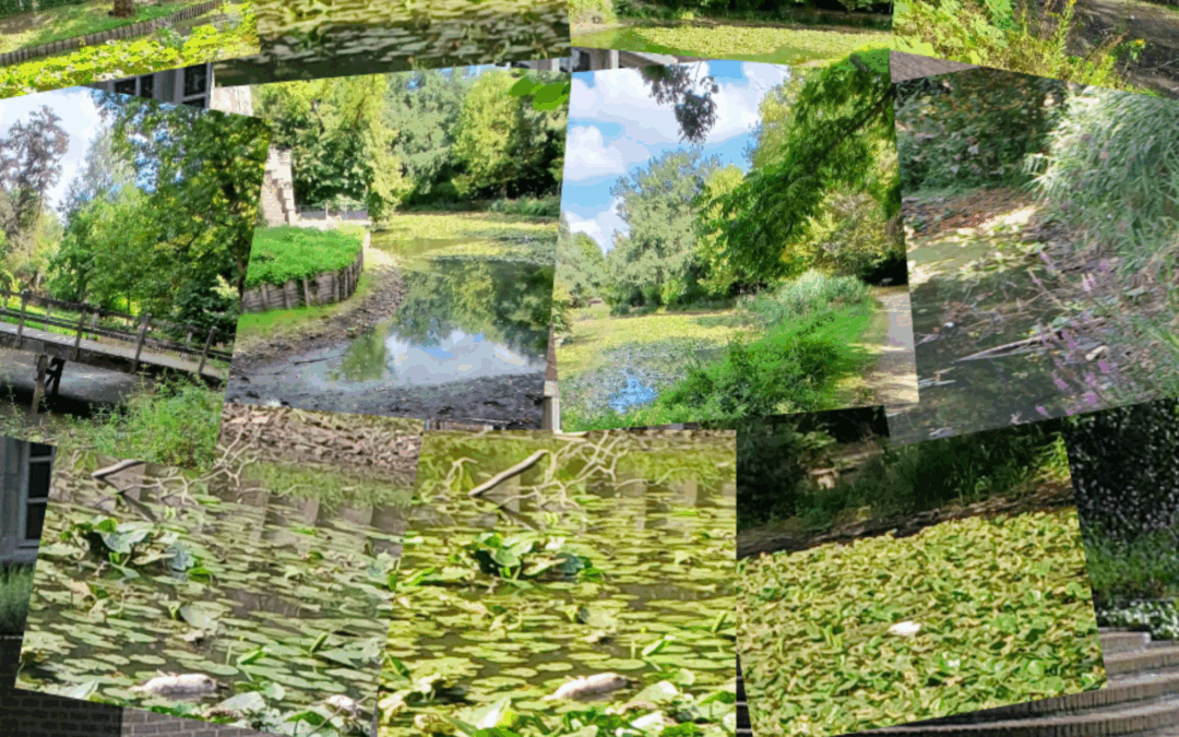 Dode vissen in de trouwgracht: wanbeheer aan het Prinsenhof (Kuringen)