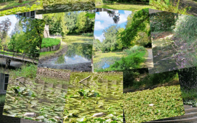 Dode vissen in de trouwgracht: wanbeheer aan het Prinsenhof (Kuringen)